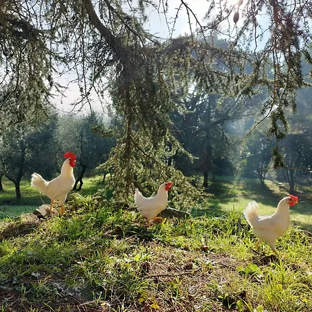 Farm stay Podere Delle Arti Figline Valdarno