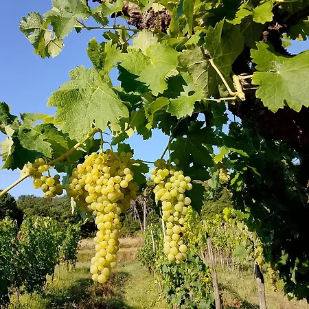Podere Delle Arti 팜스테이