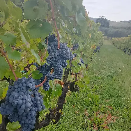 팜스테이 Podere Delle Arti 필리네발다르노